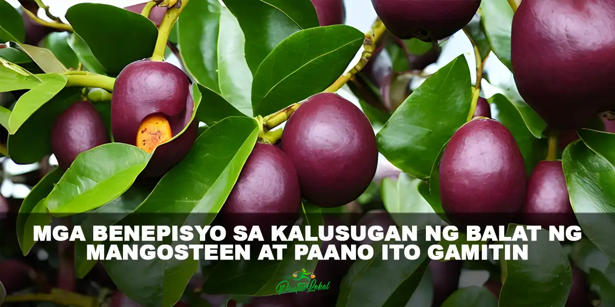 Mga Benepisyo sa kalusugan ng Balat ng Mangosteen At Paano Ito Gamitin