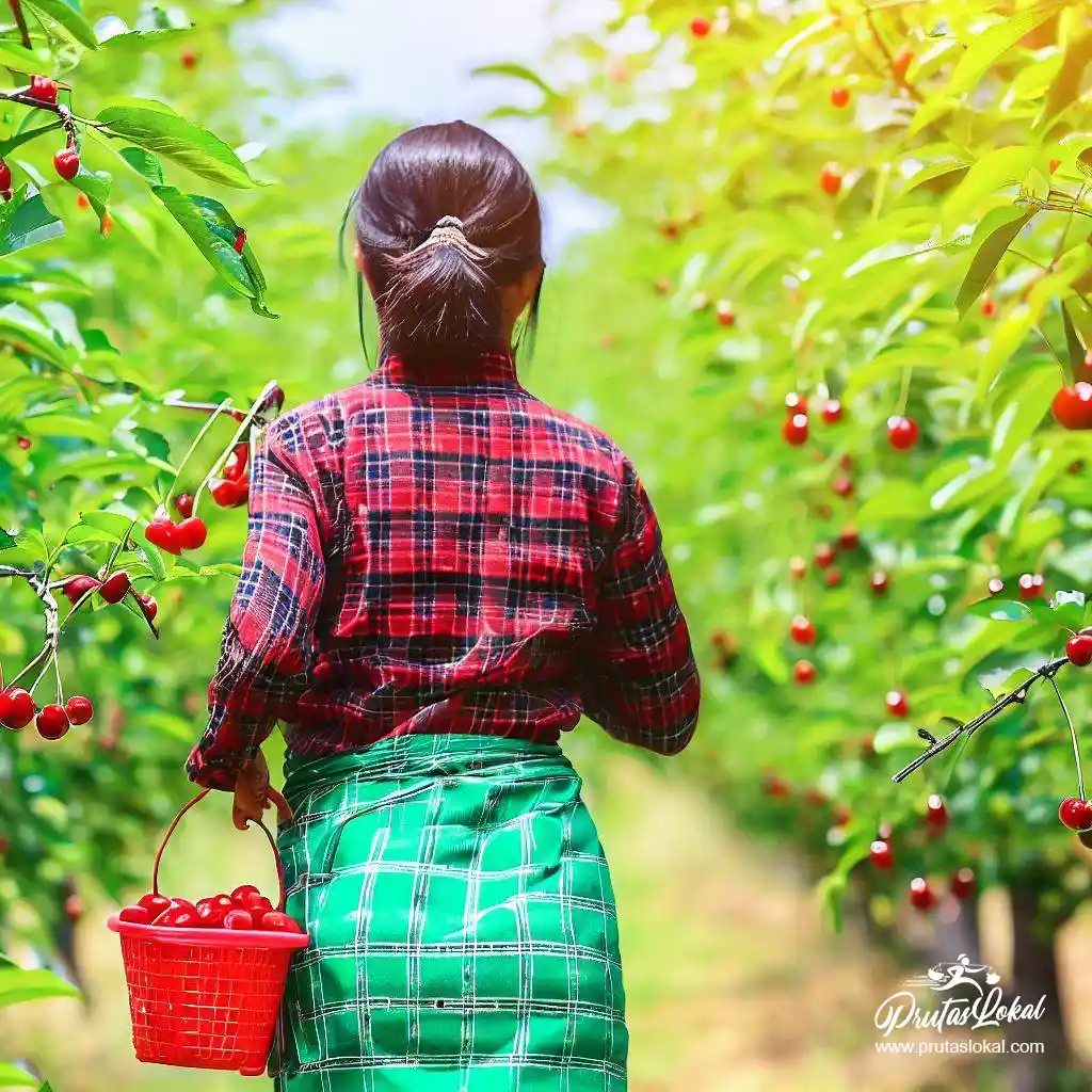 cherry health benefits 09