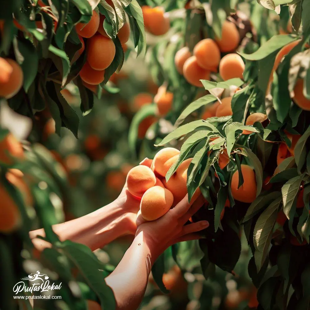 health benefits apricot 05