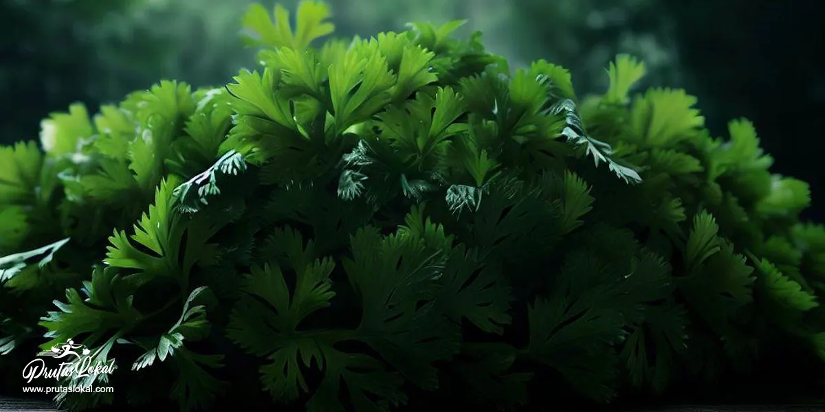 Kinchay (Chinese parsley): Mga Nakakabilib na Health Benefits