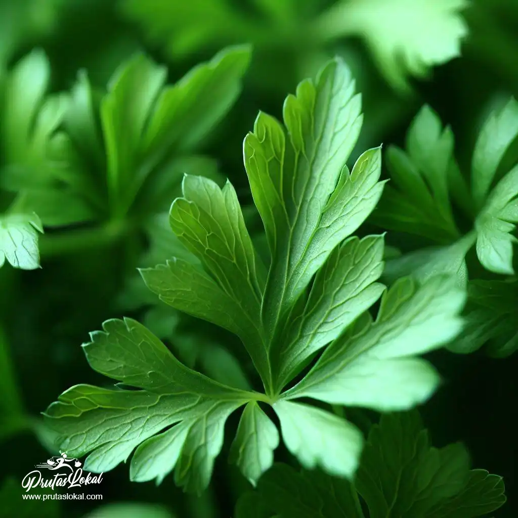 health benefits kinchay parsley cilantro 02
