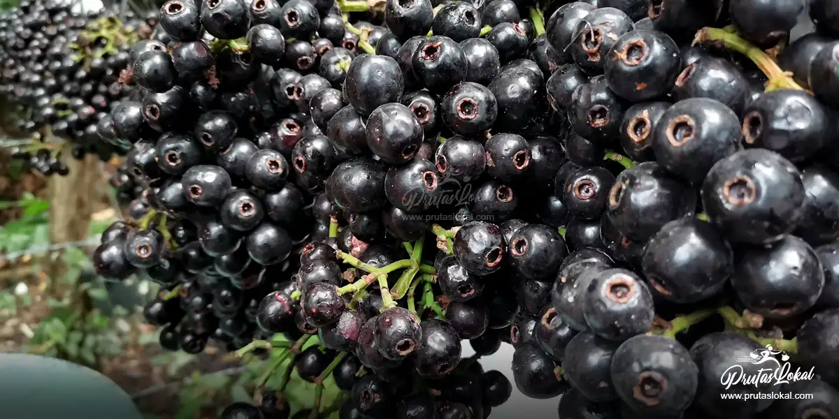 Lipote: Mga Nakakabilib na Health Benefits