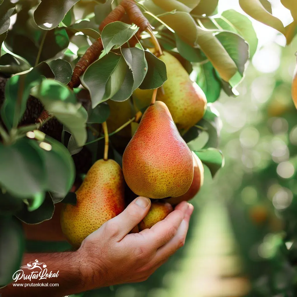 health benefits pears 02