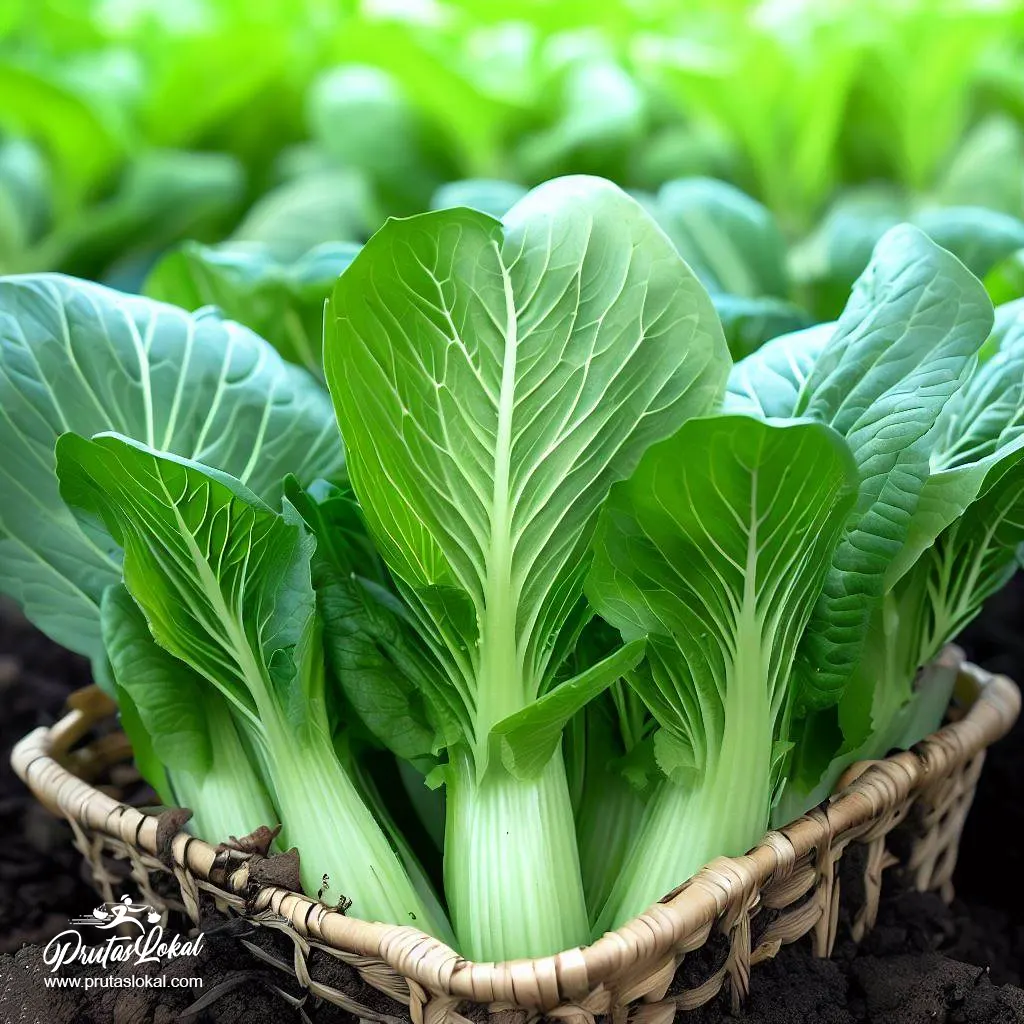 health benefits petchay 04