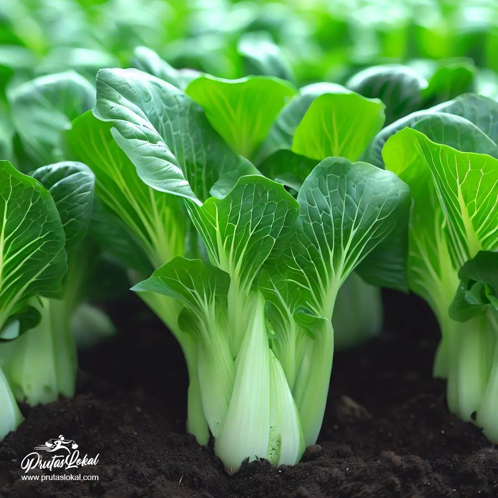 health benefits petchay 05