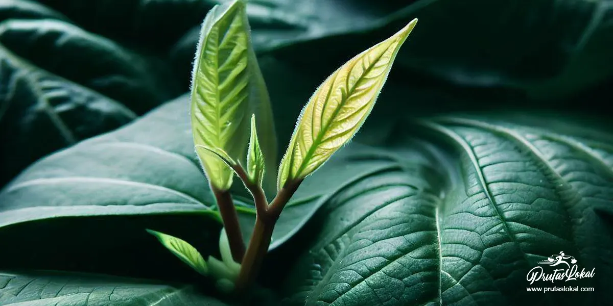 Talbos ng Kamote: Mga Nakakabilib na Health Benefits