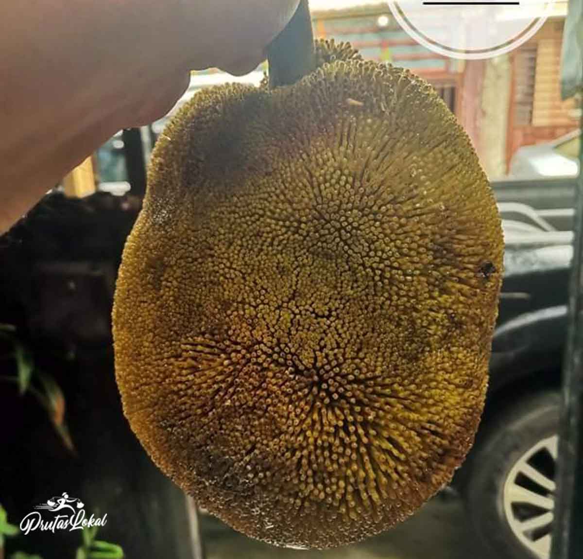 10 benepisyo sa Kalusugan ng Marang o Breadfruit na Magtutulak sa Iyong Subukan ang Kamangha-manghang Prutas na Ito