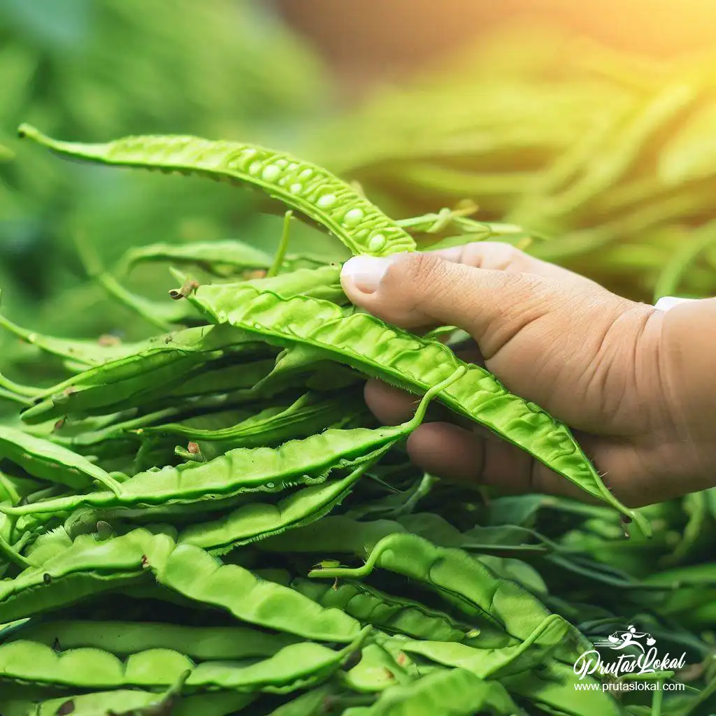 sigarilyas health benefits 07