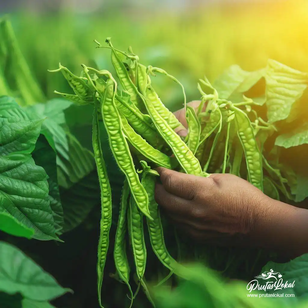 sigarilyas health benefits 10