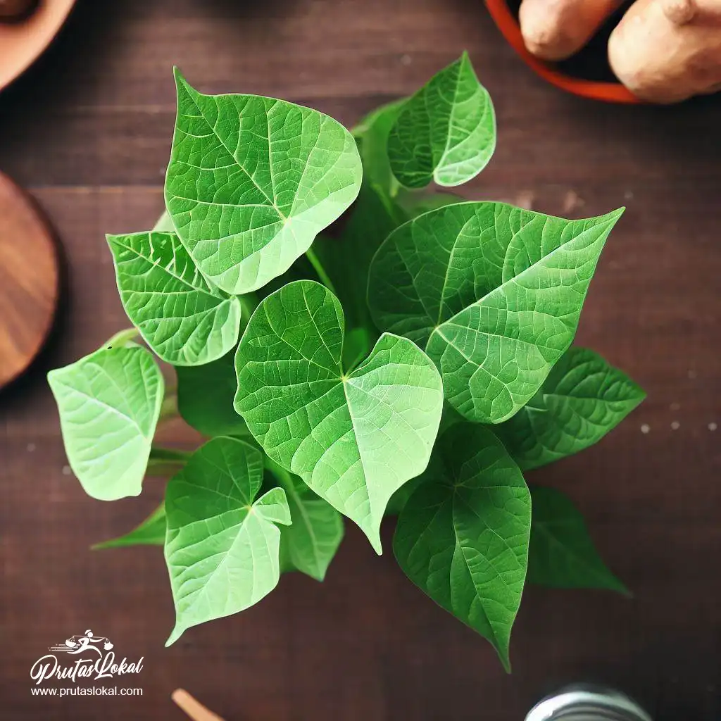 talbos ng kamote health benefits 07