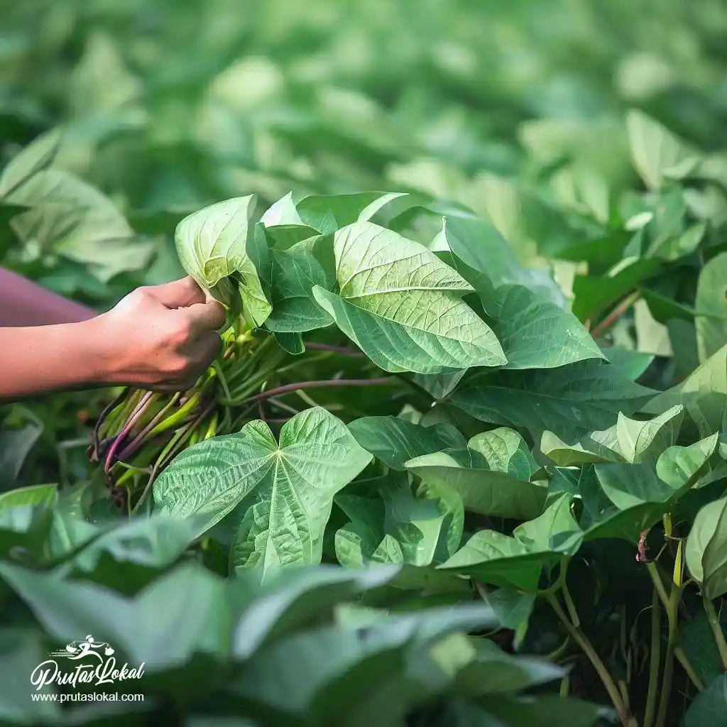 talbos ng kamote health benefits 08